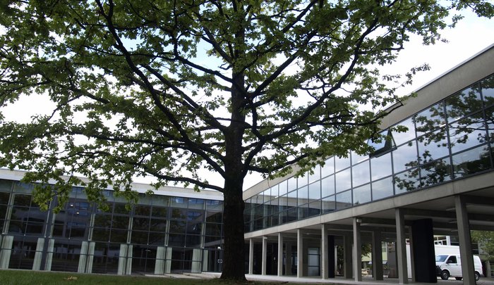 Baum im Innenhof
