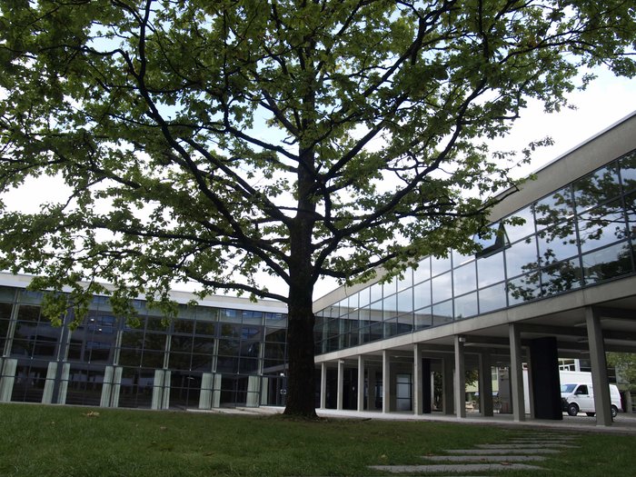 Baum im Innenhof
