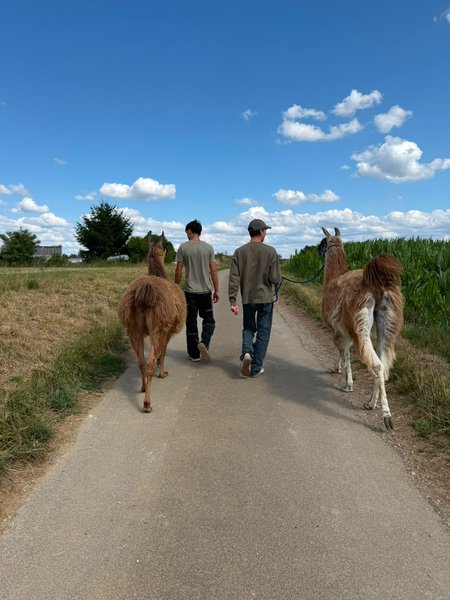 Schüler mit Lama